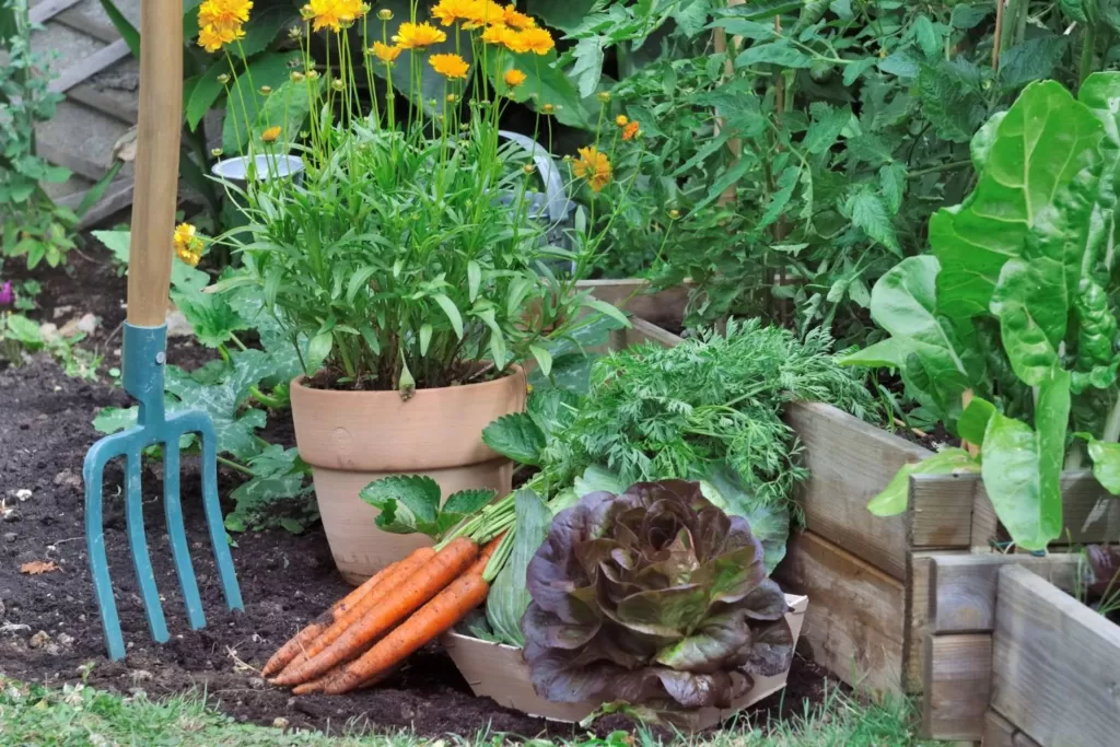 Beginners Guide to Starting a Vegetable Garden