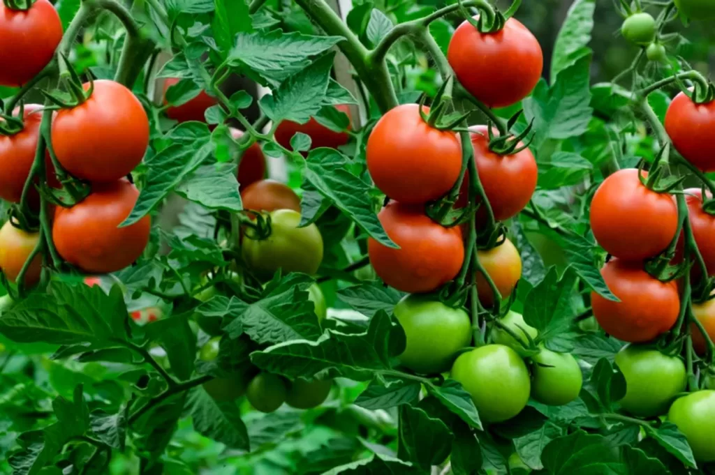 How do you grow tomatoes properly