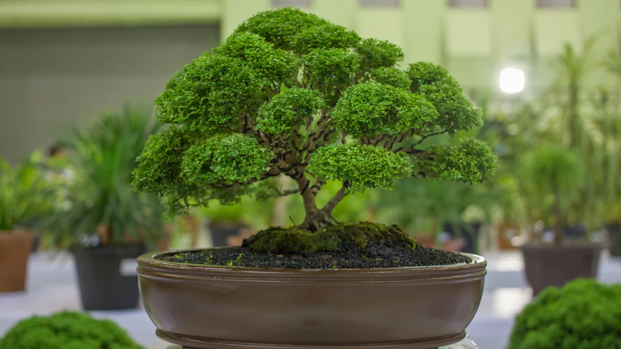 Do Bonsai trees need direct sunlight?