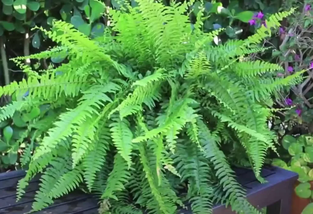 How to take care of boston ferns