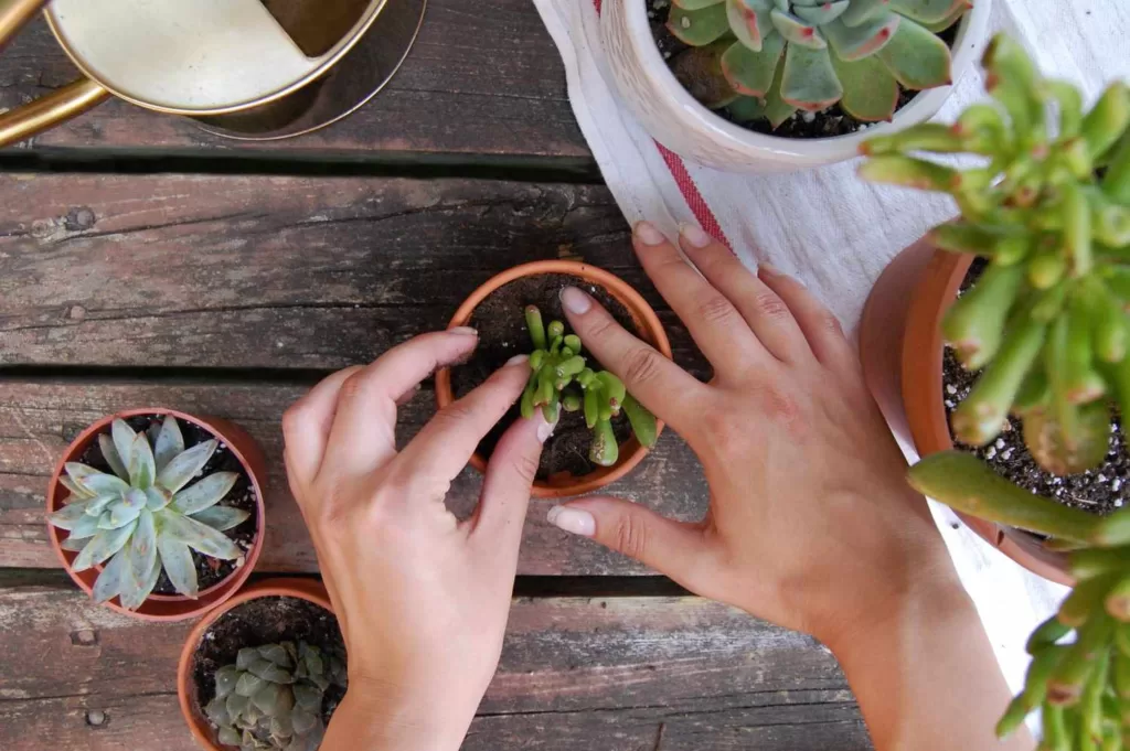 When should succulents be pruned?
