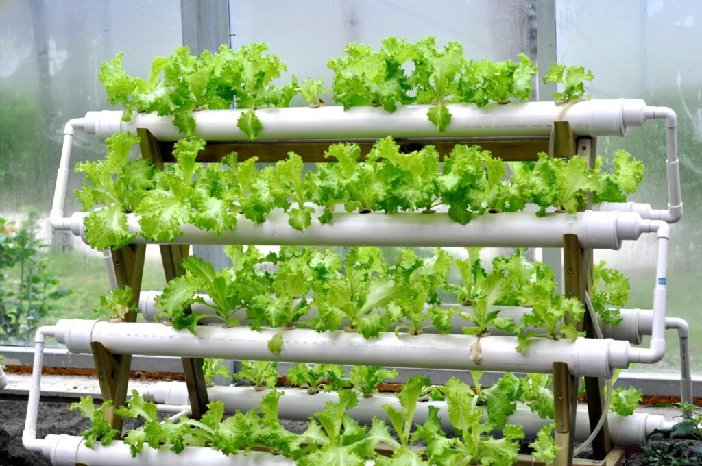 What are 3 disadvantages of hydroponics
