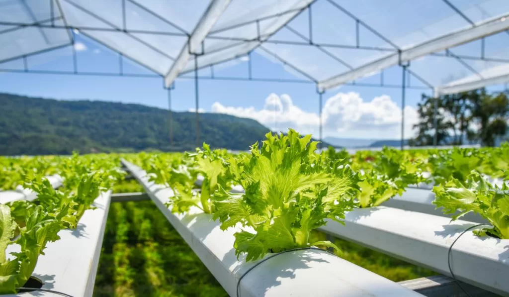 What are 4 benefits of hydroponics?