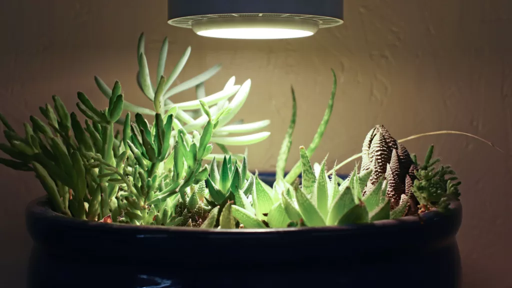 best grow light for succulents
