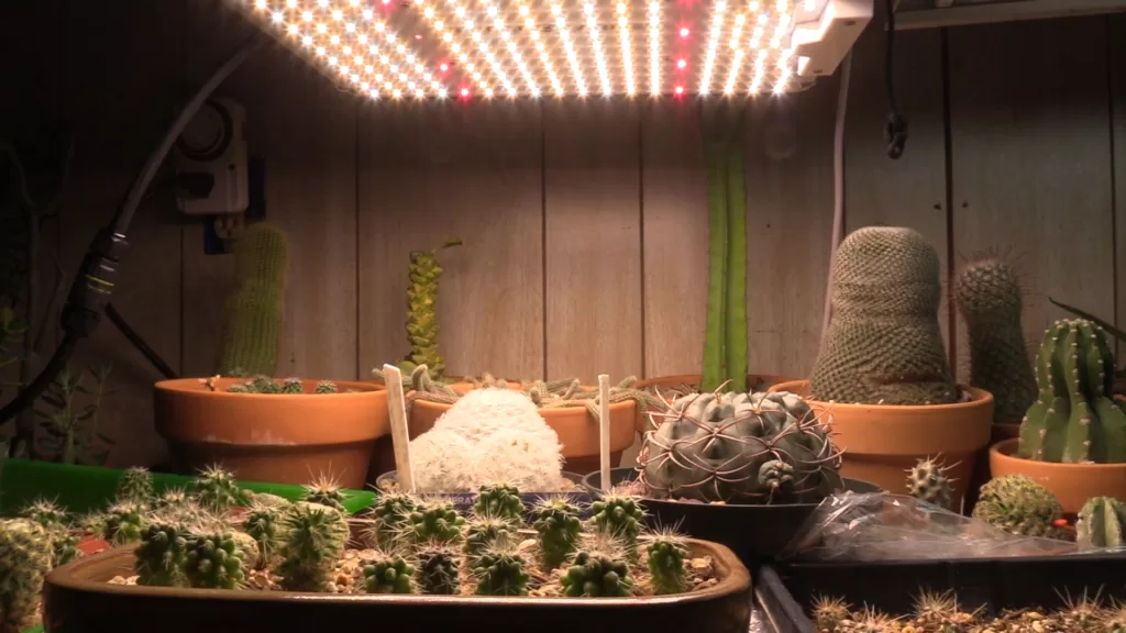 How to choose grow light for succulents