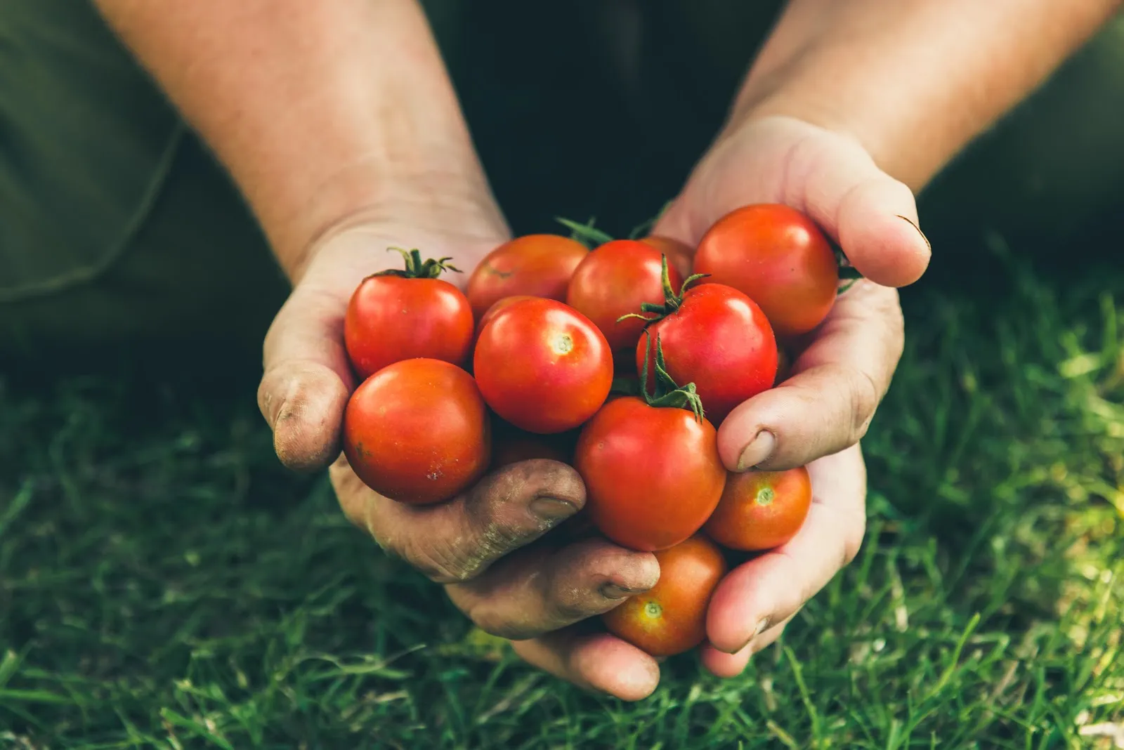 A Beginner's Guide To Growing Tomatoes: Tips For Successful Tomato ...