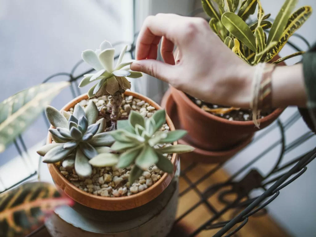 Can succulents live in a room with no sunlight?