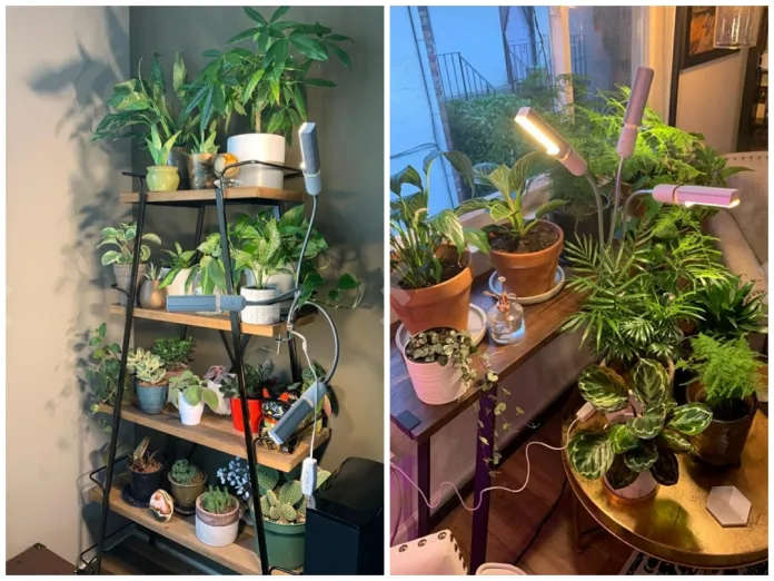 how to provide light for indoor plants
