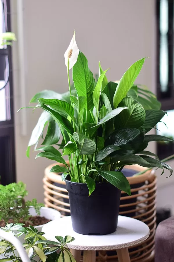 Should I cut the brown tips off my peace lily?