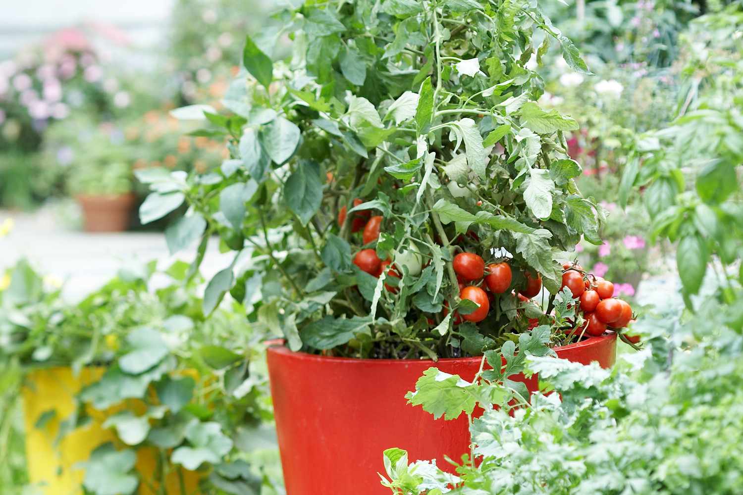 how-to-grow-tomatoes-at-home-from-seeds