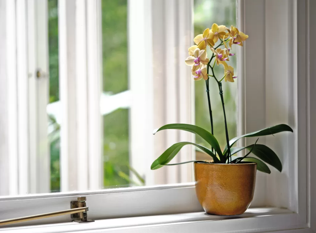 Factors that can contribute to orchid leaves turning yellow