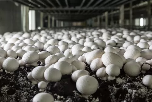 Steps to grow mushrooms at home