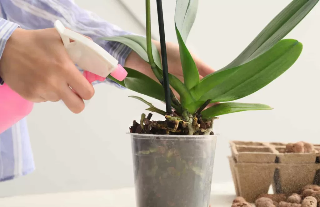 Diseases that cause orchid leaves to turn yellow
