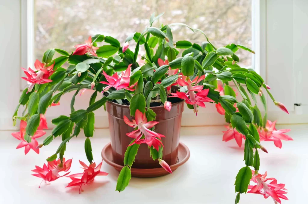 Early signs of christmas cactus drooping