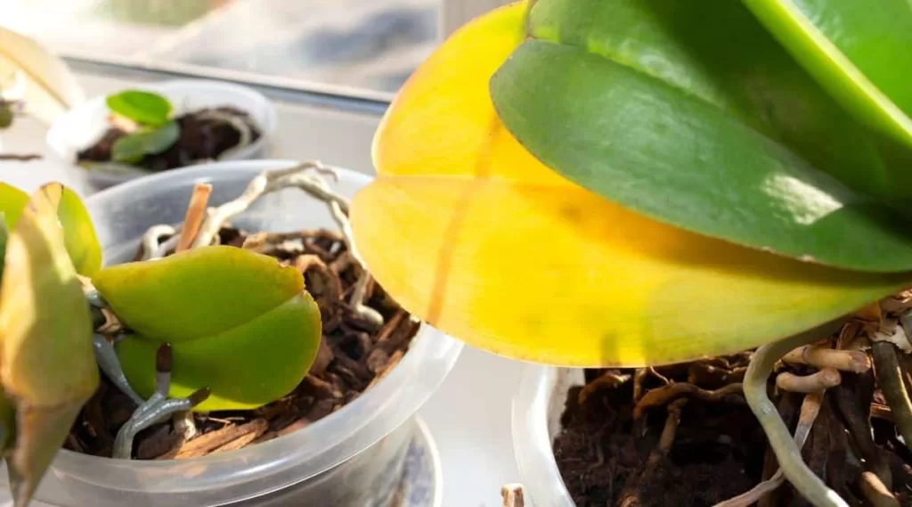 What can I do to prevent orchid leaves from turning yellow