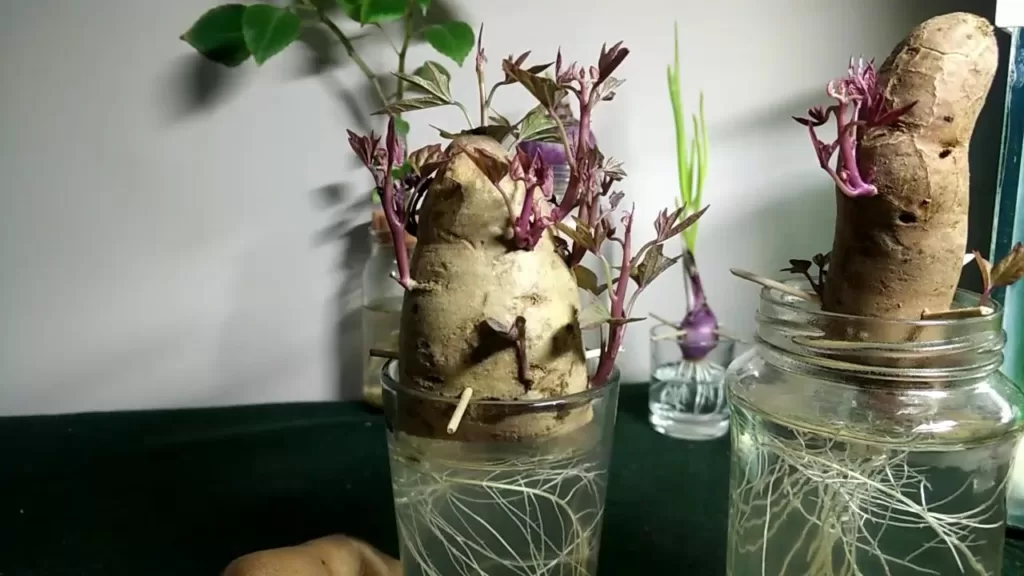 Can sweet potato grow in LED Grow light