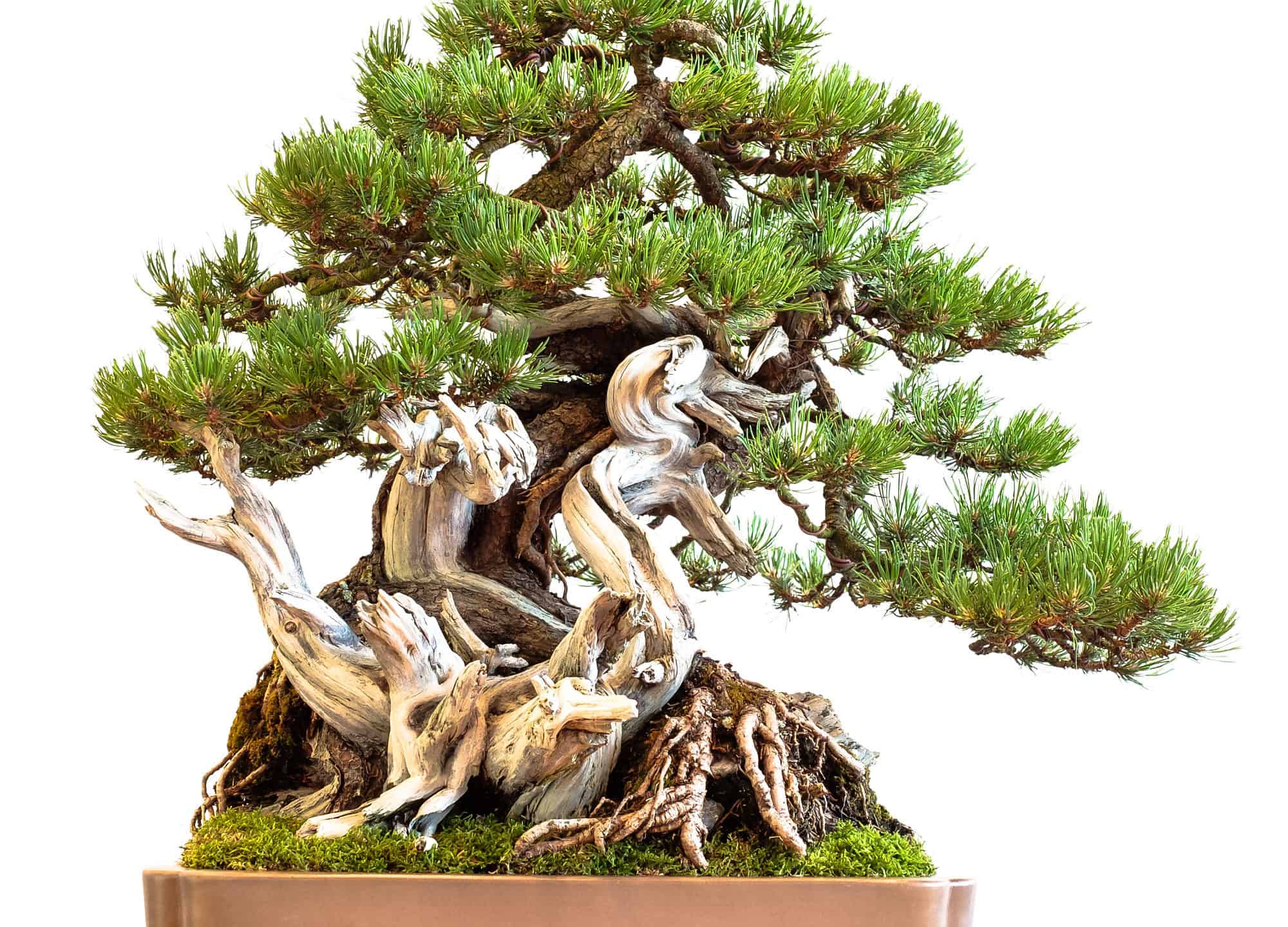 Make Your Own Bonsai Fertilizer with This Simple Recipe: A Step-by-Step ...