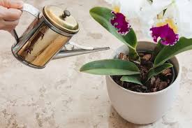 Does age of plant matter when watering cattleya orchids