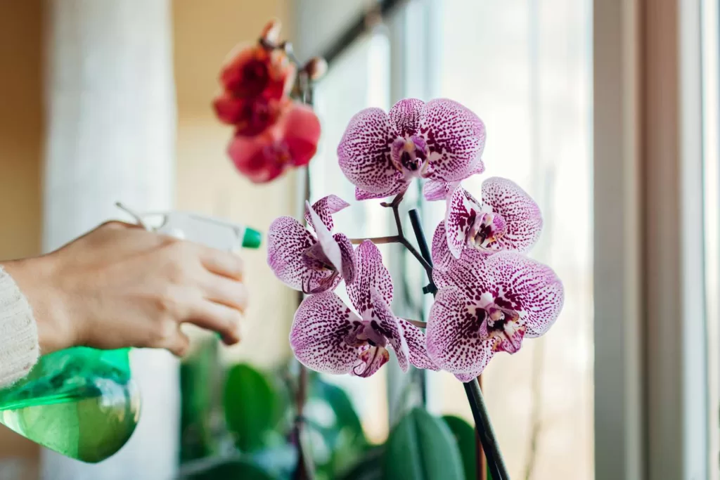 Best time of the day to water Cattleya orchids
