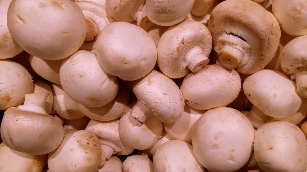 what is needed to grow mushrooms at home