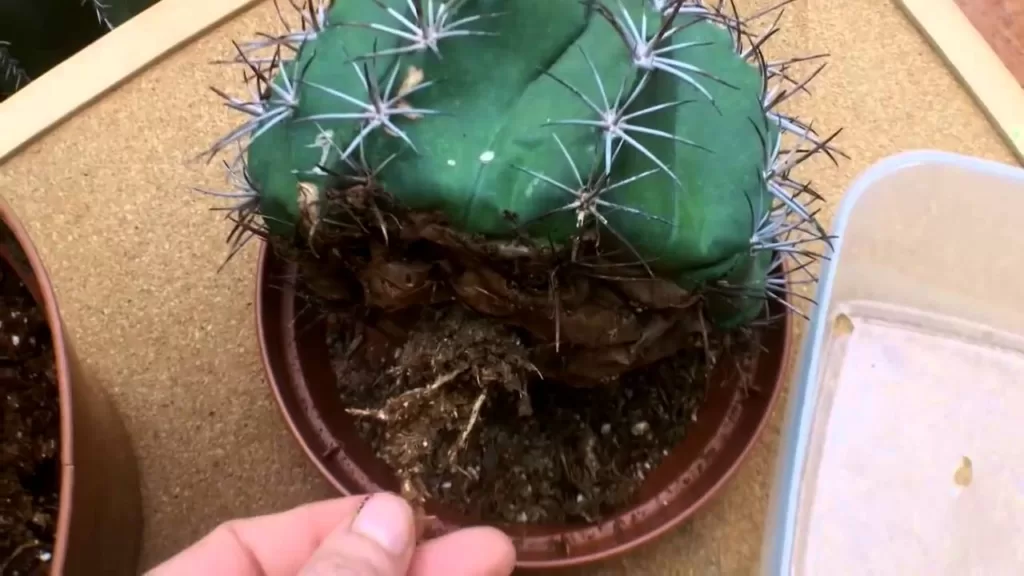 reviving cactus root rot
