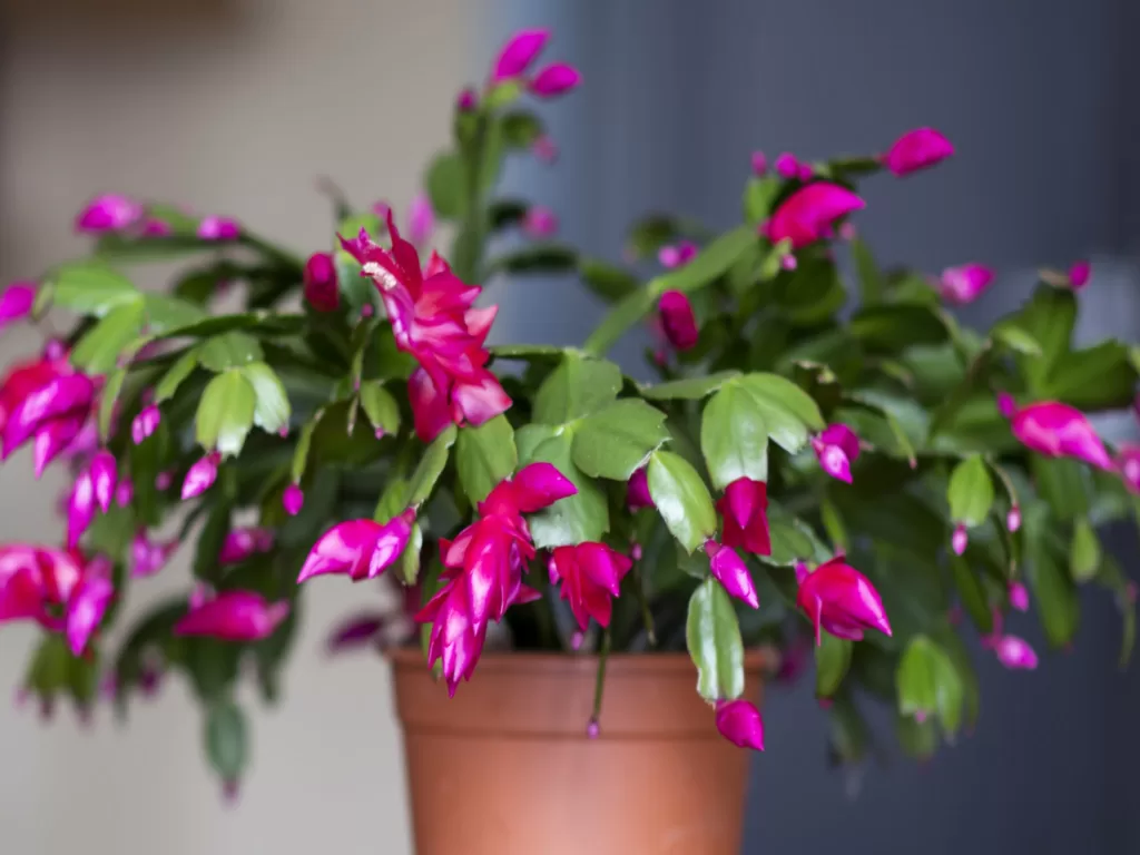 How sun light affects christmas cactus drooping