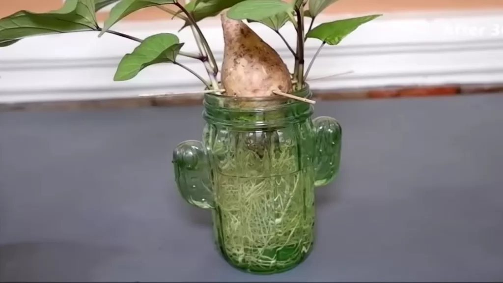 How to choose the right Jar for growing sweet potato