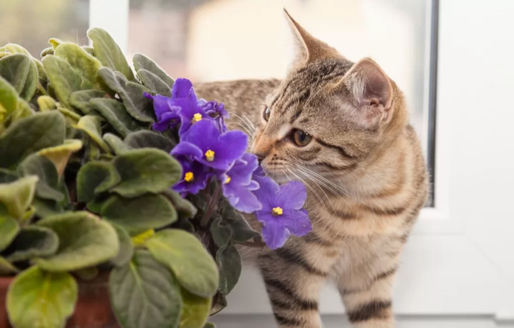 indoor plants that are safe for cats