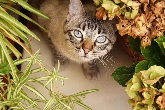 indoor plants that are safe for cats to eat