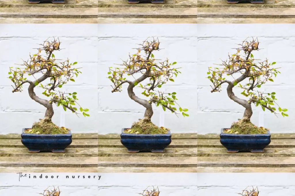 Common Reasons for Leaf Loss in Chinese Elm Bonsai Trees