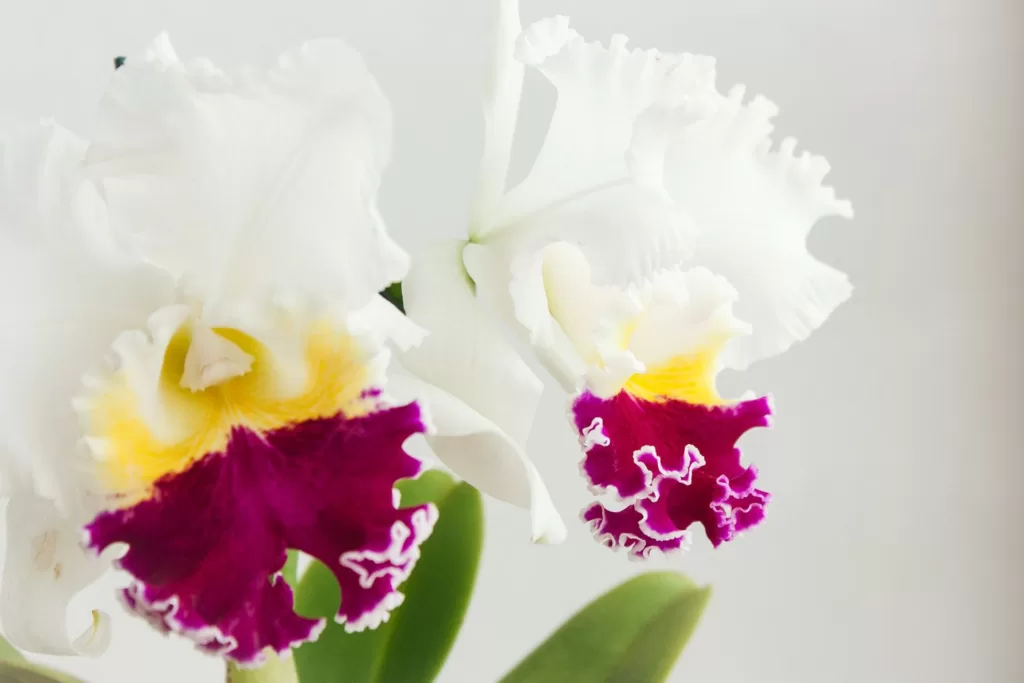 Should you water Cattleya orchids from top or from bottom?