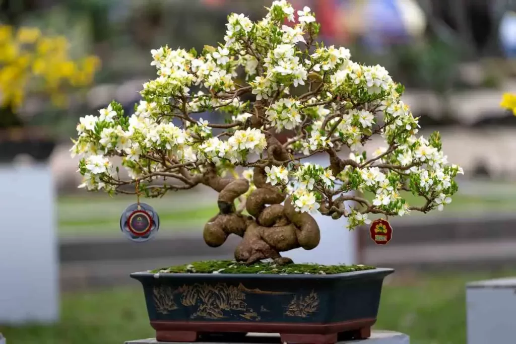 How to naturally protect a bonsai tree from white bugs