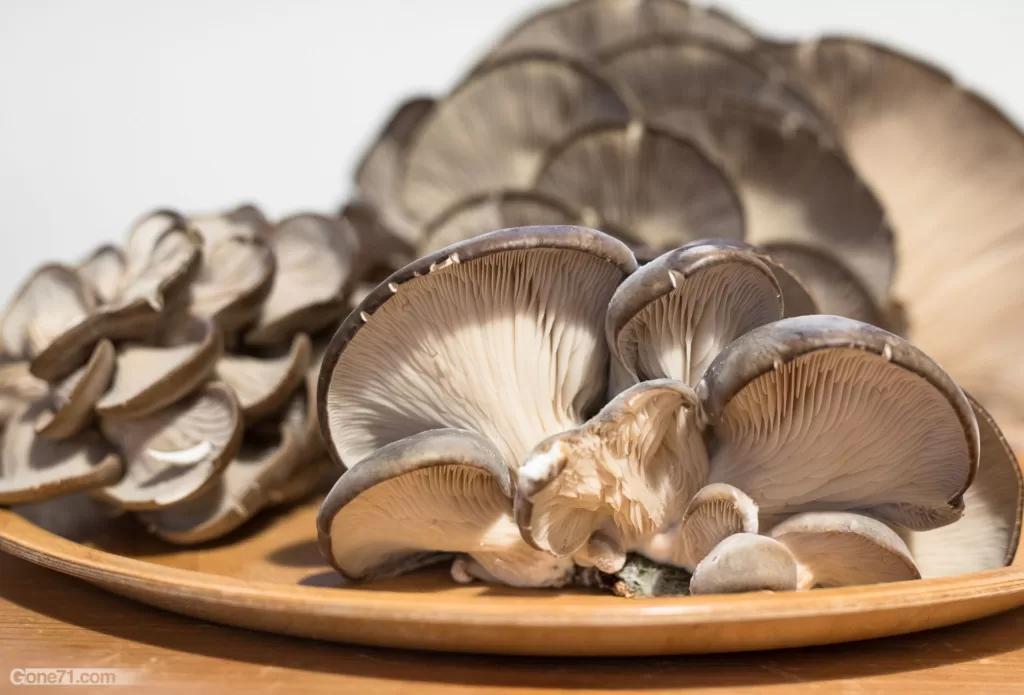 Oyster Mushrooms: A Beginner’s Guide to Growing at Home