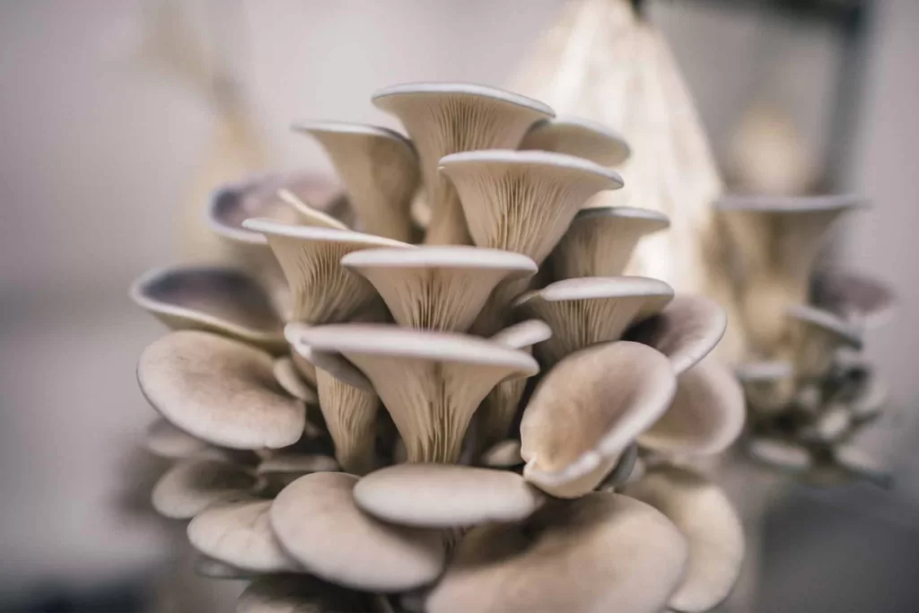 The Beginner’s Guide to Growing Oyster Mushrooms at Home