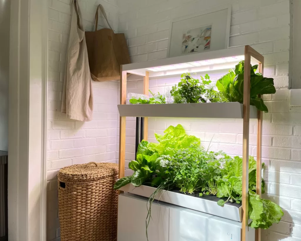 Growing Leafy Greens in Hydroponic Systems: A Comprehensive Guide