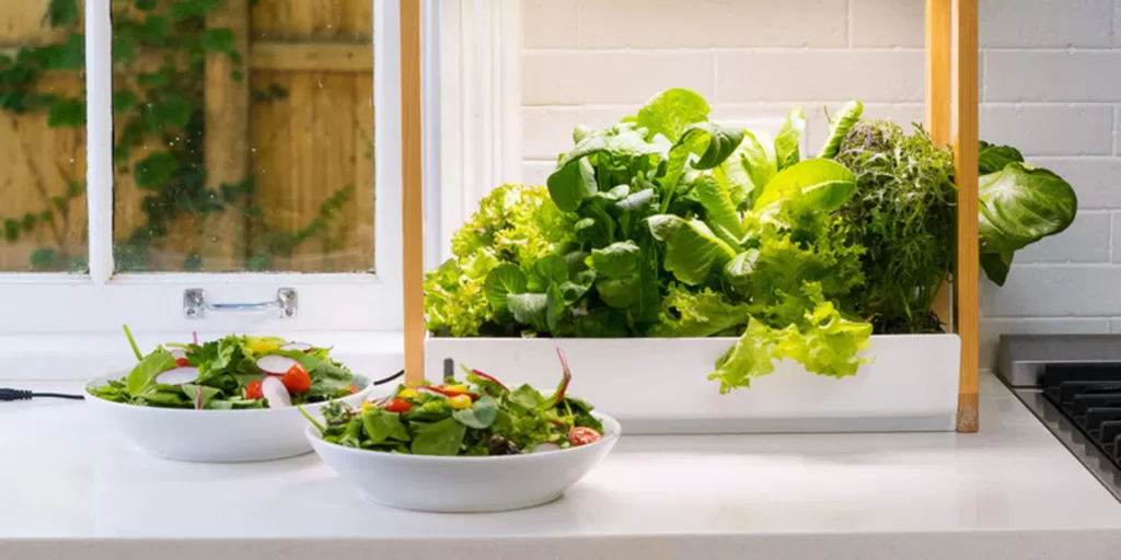 Mastering Hydroponics: Optimizing Growth and Overcoming Challenges for Leafy Greens