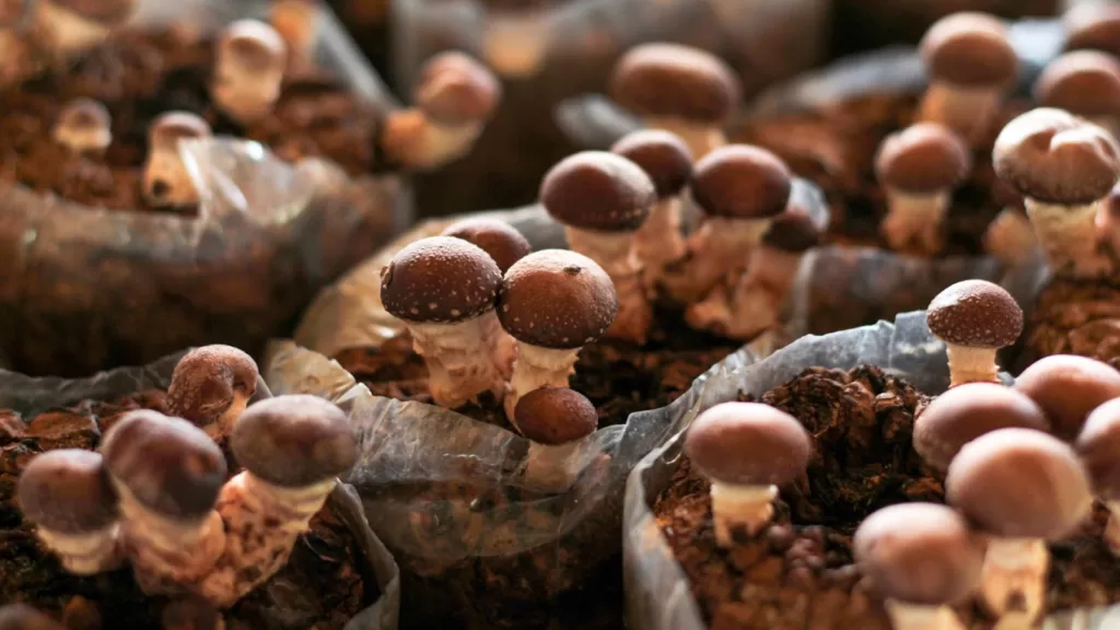 Shiitake Mushrooms: How to Grow at Home