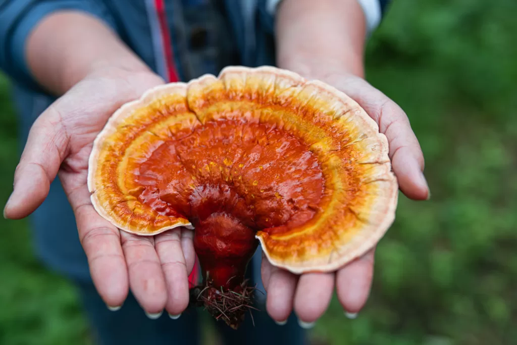 Reishi Mushrooms: A Beginner’s Guide to Cultivation at Home