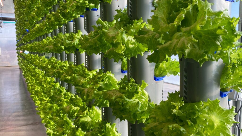 Vertical farming profitability, ROI for vertical farms